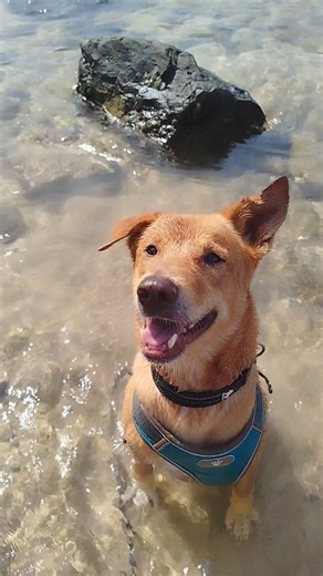 Koh Lanta beaches = freedom, healing and happiness for our rescue dogs. 🐕💛 🌴 Koh Lanta beaches aren’t just paradise for tourists, Lanta Animal Welfare dogs love them too. #KohLanta #KohLantaBeaches #ThailandTravel #AnimalRescue | Lanta Animal Welfare