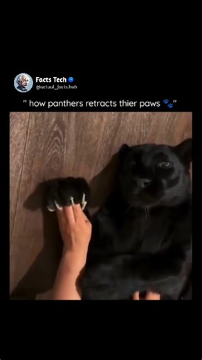 Facts Tech on Instagram: "This graph illustrates a panther’s paw in a relaxed walking state, showing claws fully retracted inside protective skin sheaths. Elastic ligaments and tendons naturally pull the claws upward, keeping them hidden to prevent wear and reduce sound while moving. During hunting or climbing, flexor muscles contract, pulling the claws downward and forward, instantly extending them for grip and attack. Once the muscles relax, the elastic ligaments snap the claws back into their