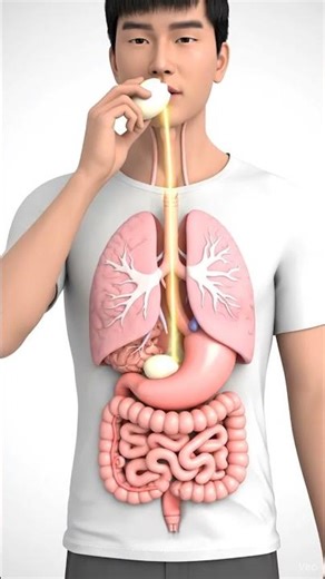 3D Egg Digestion Explained–See How Eggs Break Down Inside Your Body With Real Human Organs#3danatomy