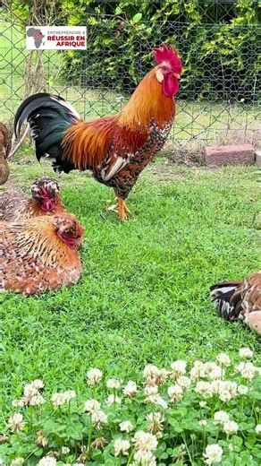 Why do eggs always disappear from the market?