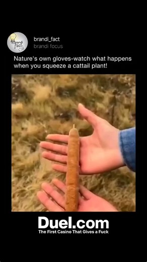 brandi focus on Instagram: "Cattails are tall wetland plants with long, flat leaves and a distinctive brown, sausage-shaped flower spike. They grow in marshes, ponds, and lake edges, where their dense roots help stabilize soil and provide habitat for wildlife. The plant is incredibly useful—many animals use cattails for shelter or food, and humans have historically eaten their roots, shoots, and pollen, while also weaving the leaves into mats and baskets. They’re like the Swiss Army knife of wet