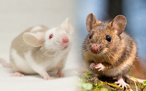 Pet Mice and Wild Mice - Can They Live Together? - VIVO Pets