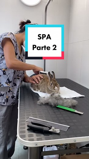 Relaxing Bunny Spa Time ASMR | Cute TikTok Bunnies