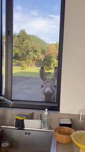 1.1K views · 22 reactions | The cutest donkey ever ❤️ #CutestDonkey #AdorableDonkey #DonkeyLove #FarmLife #CutenessOverload #DonkeyAdventures #SweetDonkey #DonkeyFriend #FarmAnimals #TooCute #HeartwarmingMoments #DonkeyOfTheDay #FurryFriend #DonkeyAffection #AnimalCuteness | Brandon Parker | Facebook