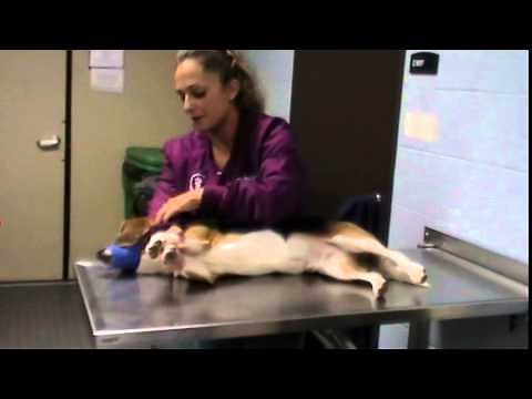 Canine Restrain in Lateral Recumbency