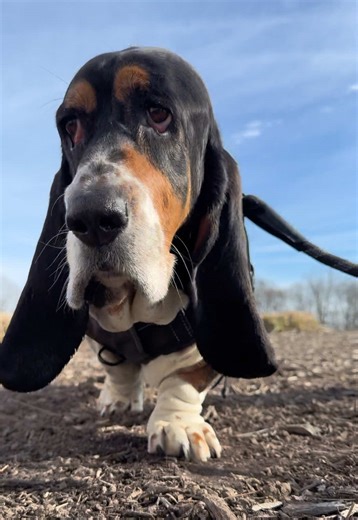 Meet Leo: The Growing Giant Dog Plushie!