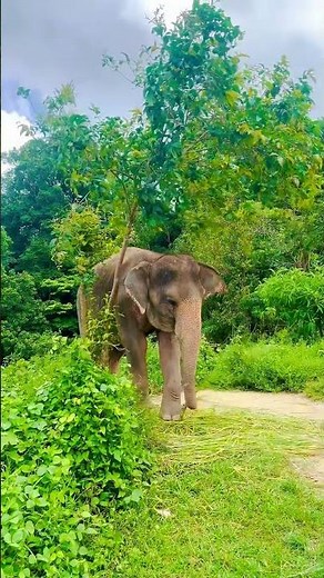 5 Places You MUST Visit in Phuket Thailand 🇹🇭🌴 #phuketthailand #travelshorts #travelinspiration