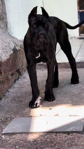 Bruce Cane Corso no TikTok