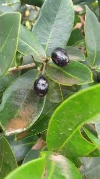 cây Trâm mốc/Vối rừng - Syzygium cumini (L.)