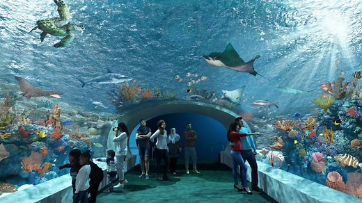 Visit Chicago's Shedd Aquarium for free on these days in 2026