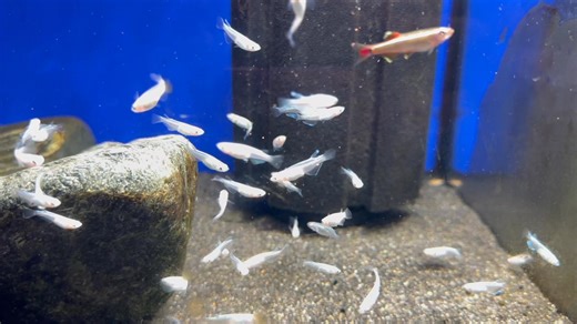 1.6K views · 17 reactions |    Japanese Rice Fish   ...