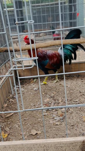 1.3K views · 26 reactions | Penny hatch brood stags ufd from 6-8 months old all gamefowl for breeding purposes only no exceptions | Dan Wilson | Facebook