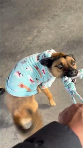 #pets #funny #cute #puppy #soccer #comedyvideos #rustydog #funnyshorts #funnyvideo #toys #petlover