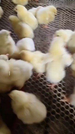 How To Start A Layer Poultry Farm. #fypシ゚viralシfypシ゚ #foryoupageシ #viralreelsfacebook | Poultry Tips