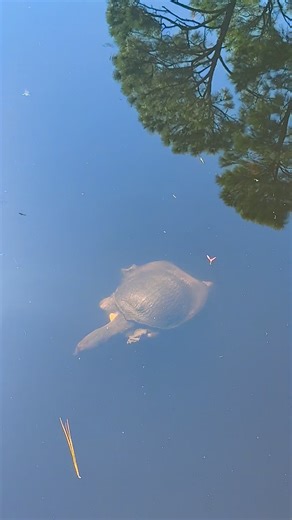 Spend a Week With Me in Dauphin Island | Uncover Alabama