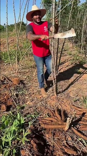 Harvest, Cook & Make Tapioca Flour Safely! 🌱 #rurallife #farming
