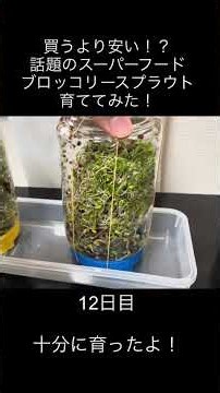 ブロッコリースプラウトは何日で育つ？種から収穫まで育ててみた！🌱 #shorts