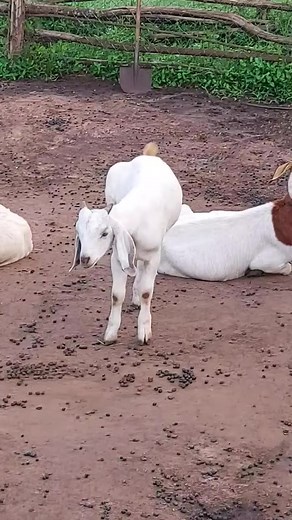 future planning in goats....aquality young savanah buck to improve the herd in future #farm #goat #animals #milk | William Stingley