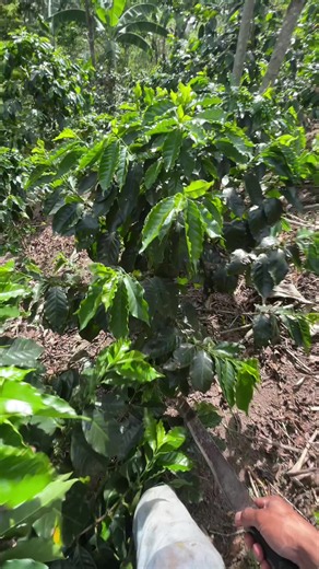 Aplicación de fertilizante en cultivos de café: cuándo y cómo