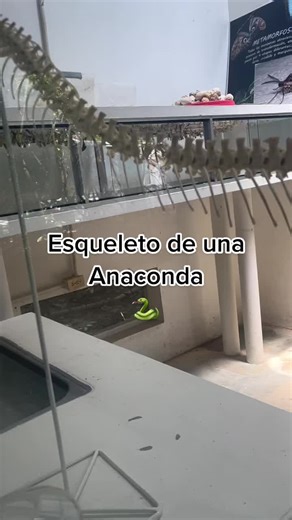 Esqueleto de una Anaconda: Fascinante Anatomía