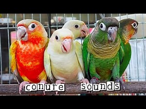 green cheek conure singing sounds Amazing conure singing on the tree #conurebird #parrotsound