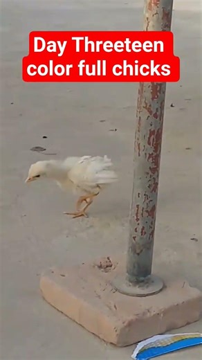 Day Threeteen color full chicks