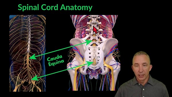 Nervous System: Understanding Spinal Cord Structures
