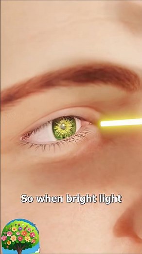 Why Your Brain Sneezes When You Look At Light#shorts #science #anatomy