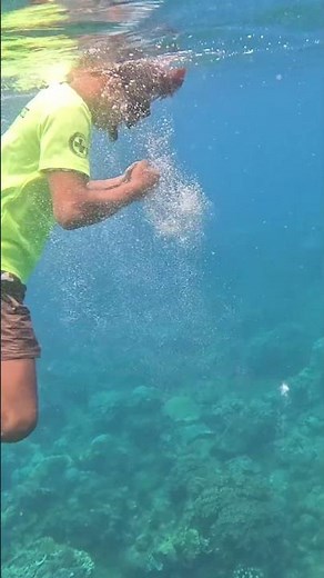 Apo Island guide taught me how to make bubble rings #philippines #freediving #freediver #travel