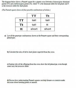 The diagram below shows a Punnett square for a genetic cross be... | Filo
