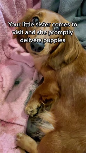 Starting up my new career in canine midwifery 😜❤️ we were asked by her owner if we would deliver her first litter of puppies. Sadie had four puppies this morning and everyone is doing well. New cousins for Pinto and Chili. #dachshundpuppies #dachshunds #midwifery #deliverpuppies