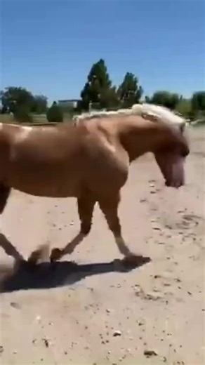 Ara Centinela: Destacado Semental de Riendas