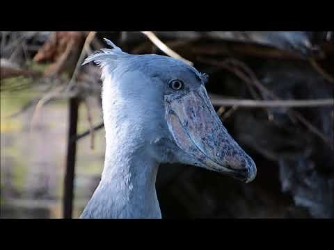 San Diego Zoo Safari Park ~ 10.27.2017 ~ Shoebill feeding Time