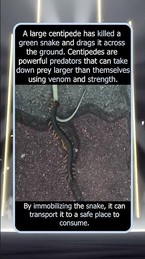 Centipede Dragging And Eats a Snake