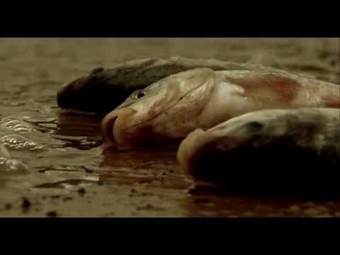 CEJAZ NEGRAZ 🇨🇴 CALLEJONES & ESCALONES mas que real CRACK FAMILY