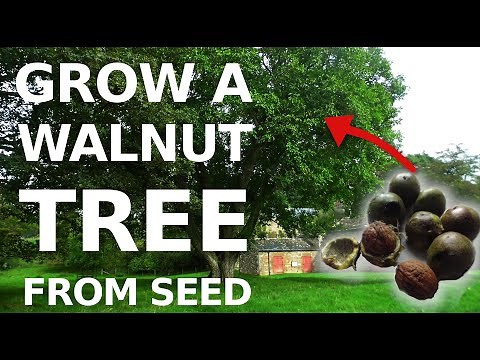 Growing an English Walnut tree from seed