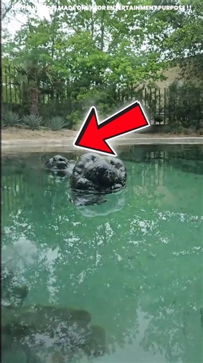 LOOK! This is a unique creature in the river 😨 | #ytshorts #shortsfeed ||