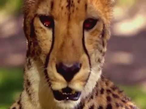NatGeo Wild - A természet igazi arca