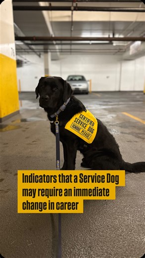 🇨🇦Service Dog & White Swiss Shepherd | While out with my best friend and her son, she asked why my last service dog didn’t make it as a service dog. My usually response to this... | Instagram