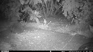 Help the #wildlife living in your garden! ,Make sure wild creatures like #hedgehogs have access to clean water whatever the weather! 🦔 💧 💚 Add shallow dishes of water to your garden all year round, with a few pebbles so insects can safely perch to have a drink too! 📹 Graham, North Staffs. | British Hedgehog Preservation Society