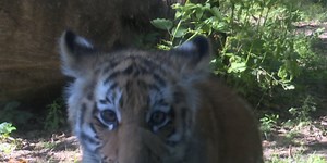 Amur tiger cub welcomed at Dakota Zoo