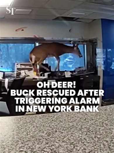 🦌 The buck was just looking for bucks: A deer crashed through a bank window in Brookhaven, New York, setting off the robbery alarm before being rescued by the police. #deer #NewYork #US