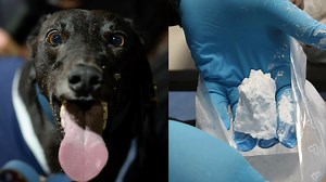 Doped Up Dogs: Why Greyhounds Are Being Given Cocaine