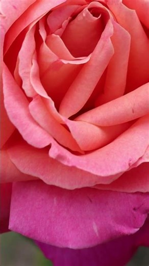 Variegated chameleon rose pink & orange | Random Australia Stuff