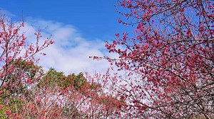 So pretty that it feels unreal! 🌸 More than 10,000 cherry blossoms are now in full bloom at #Fuqing's Lingshi Mountain National Forest Park, turning the hillsides into a sea of pink clouds. First planted in 2012 and expanded over the years, the 13.33-hectare #cherry #blossom garden is now the largest contiguous cherry blossom viewing area in Fuzhou, Fujian. #ChineseFestivalScenes #2026SpringFestival #ChineseNewYear | Fuqing China