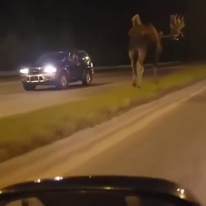 Amazing Moose Strolls Casually Through an Alaskan Road