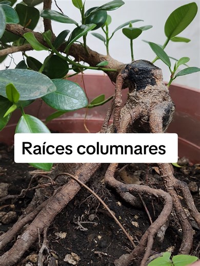 Con éstas raices columnares de éste ficus, vamos aprovechar y colocarle una roca, para iniciar su diseño y sus lineamientos para Bonsái. #bonsaiato