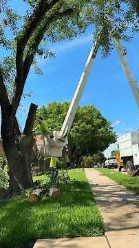 Dead Ash Tree Removed! Bucket Truck Precision + Termite Damage Revealed #treework #tree #buckettruck