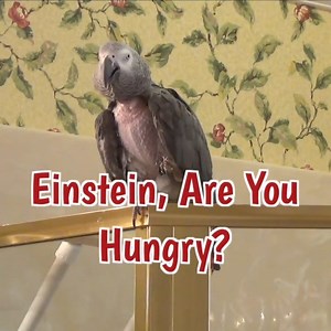 Follow along with Einstein as he enthusiastically heads to the kitchen for lunch, making sure to include Jeff in the dining festivities. With a mix of barks, whistles, and kisses, Einstein adds a touch of humor and warmth to the scene. As he enjoys a variety of treats, including corn, grapes, and more, you'll witness the playful spirit of this talkative Texan parrot. Join in the fun as Einstein bids farewell with a cheerful "See ya later" and a heartwarming "God bless you." | Einstein the Talkin