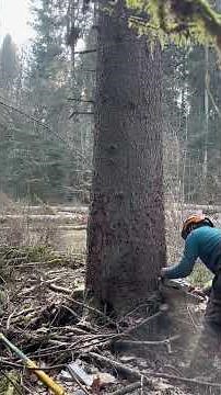 Masterful Tree Felling – Precision in Every Cut #wood #precisiontreefelling